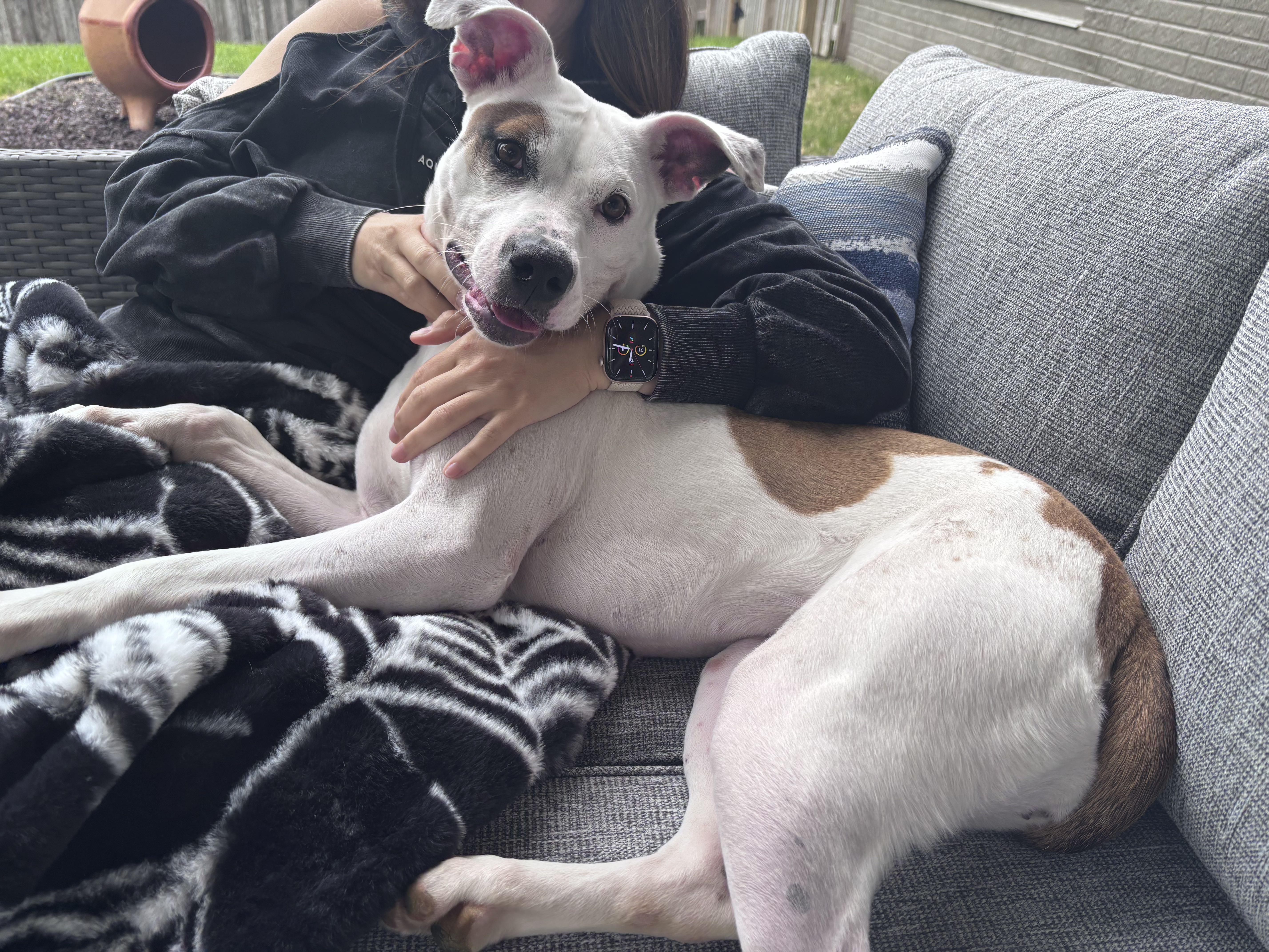 Enlarge Blossom, a Adoptable mixed breed in Omaha, NE image 5/6
