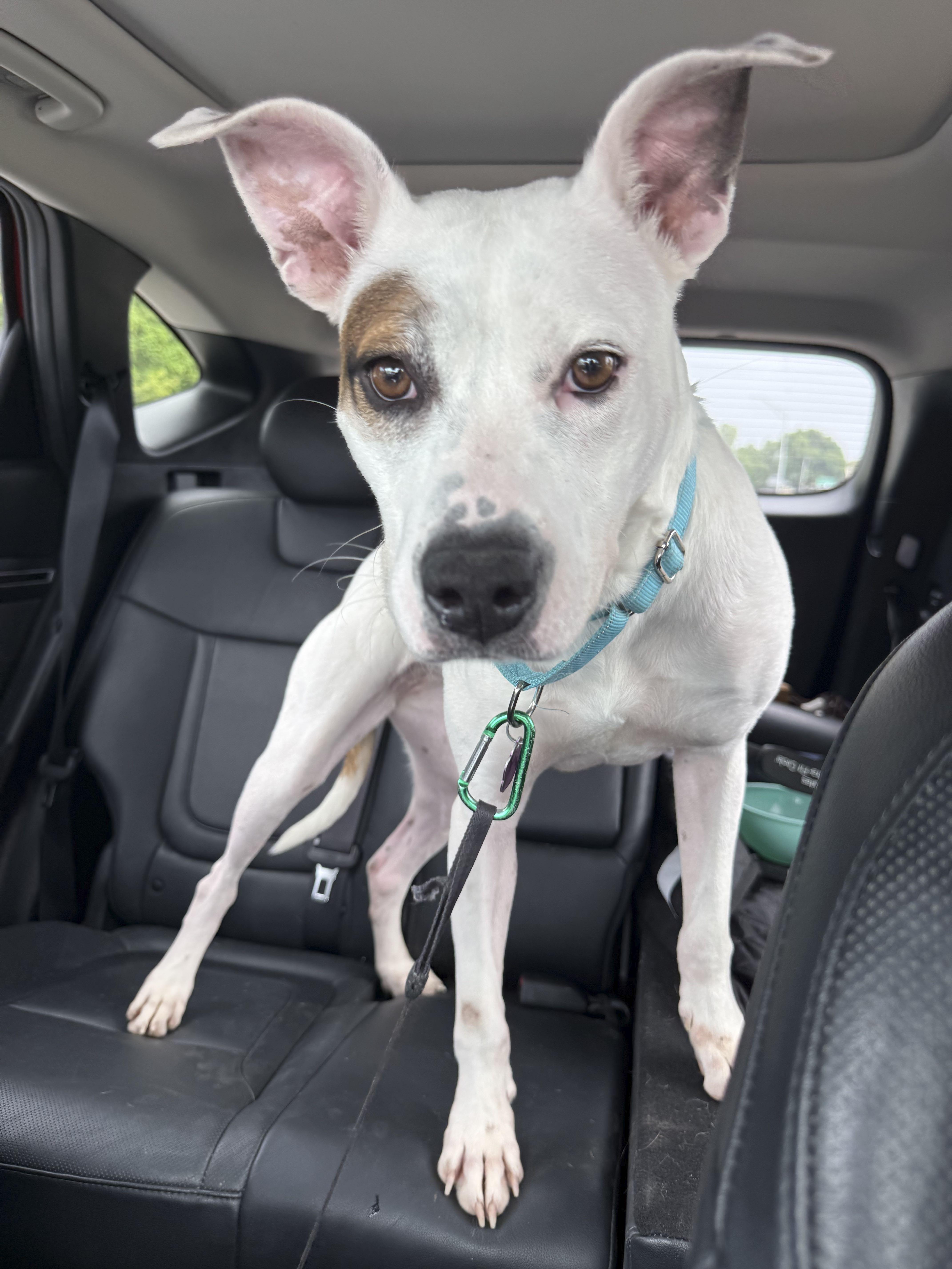 Blossom, Adoptable, Young Female Pit Bull Terrier & American Bully.