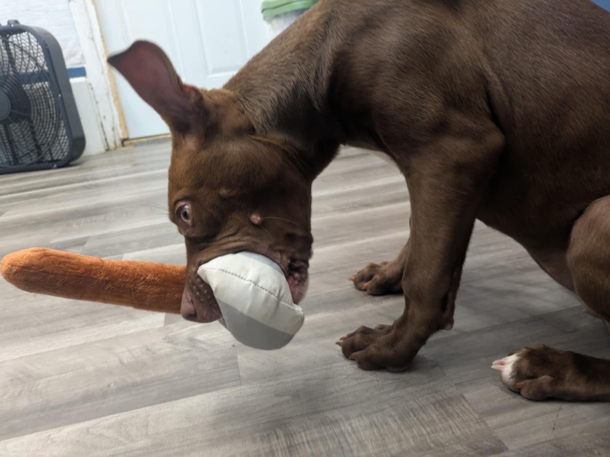 Enlarge Poppy, a Adopted Mixed Breed in Atchison, KS image 4/5