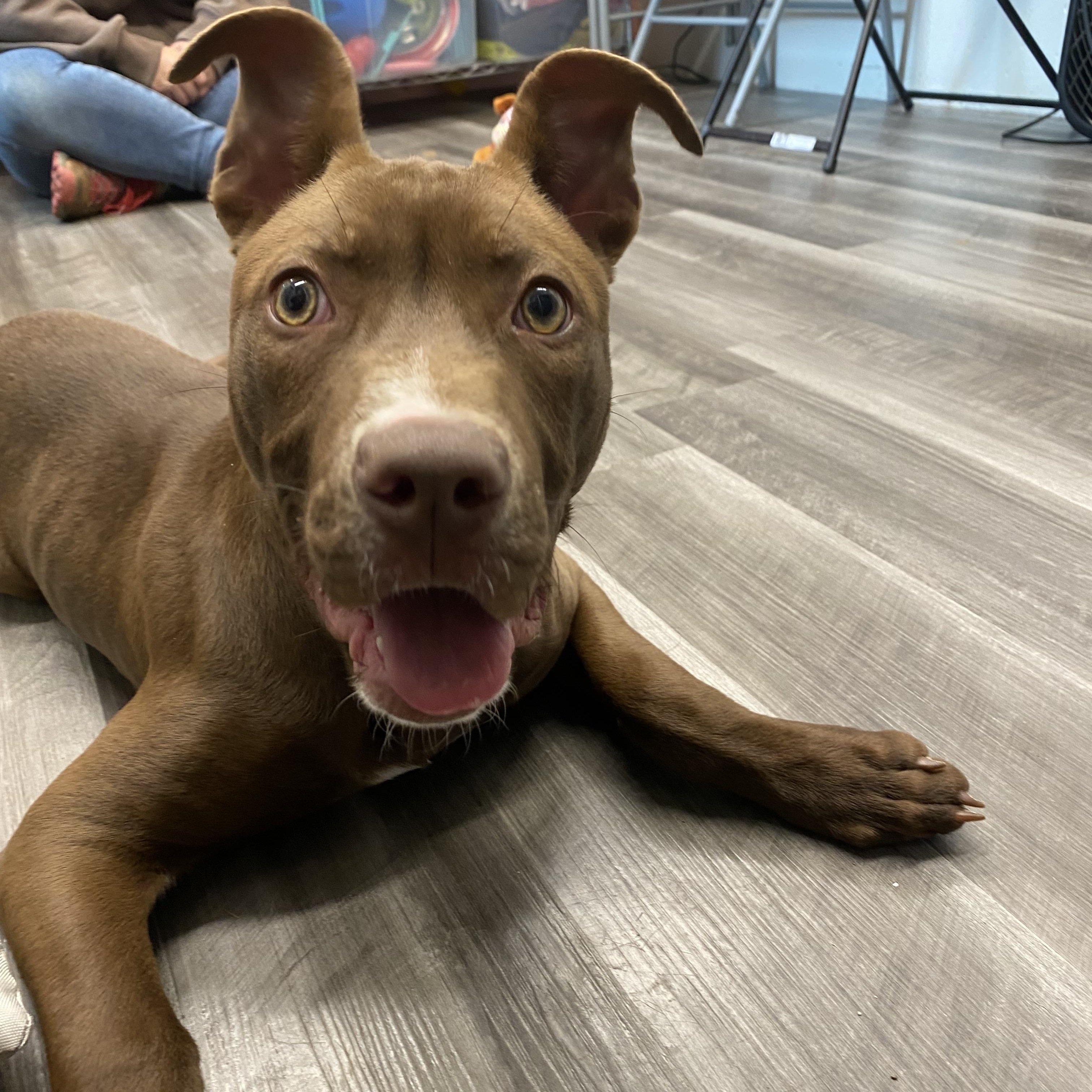 Enlarge Poppy, a Adopted Mixed Breed in Atchison, KS image 1/5