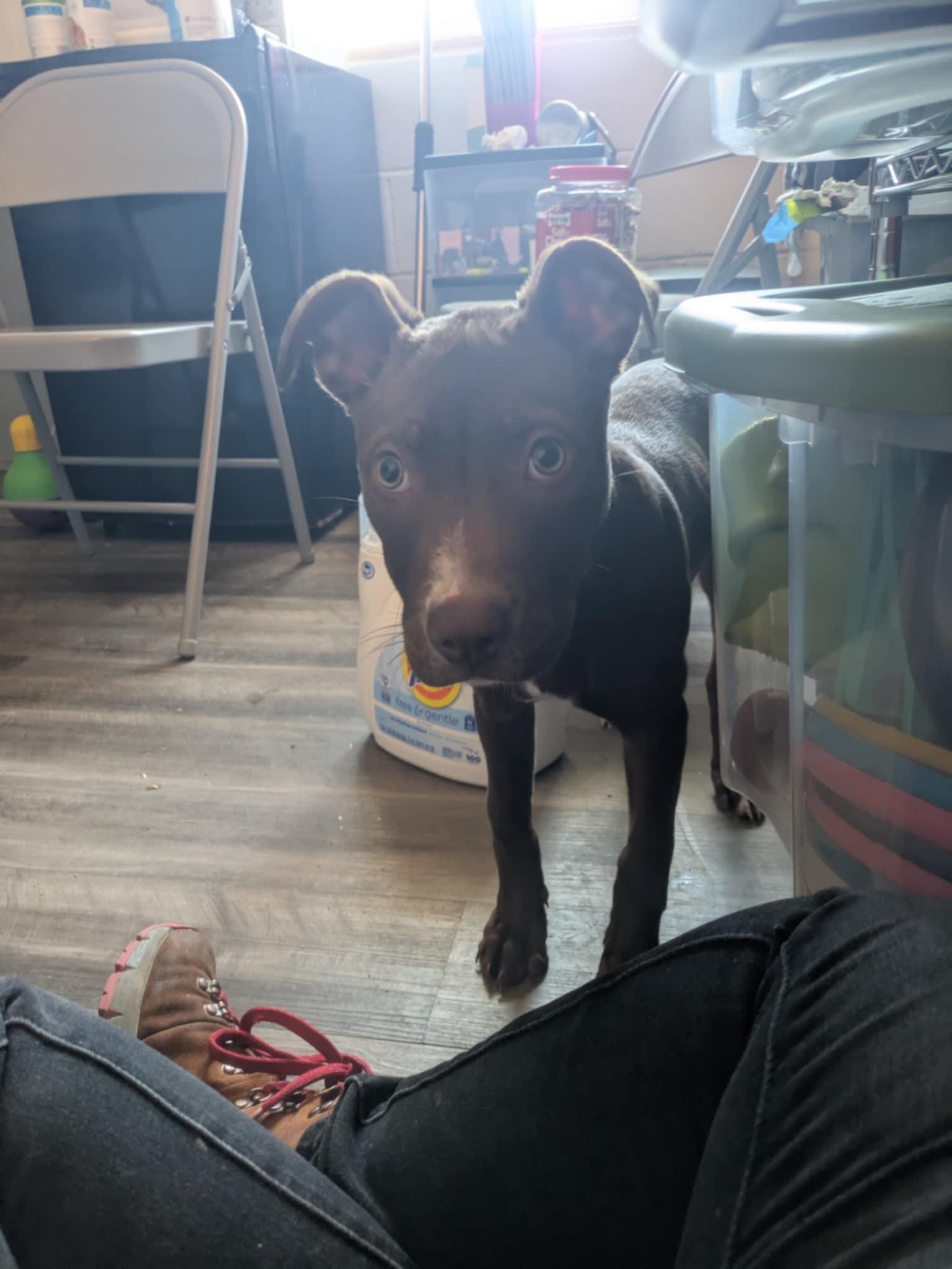 Enlarge Poppy, a Adopted Mixed Breed in Atchison, KS image 5/5