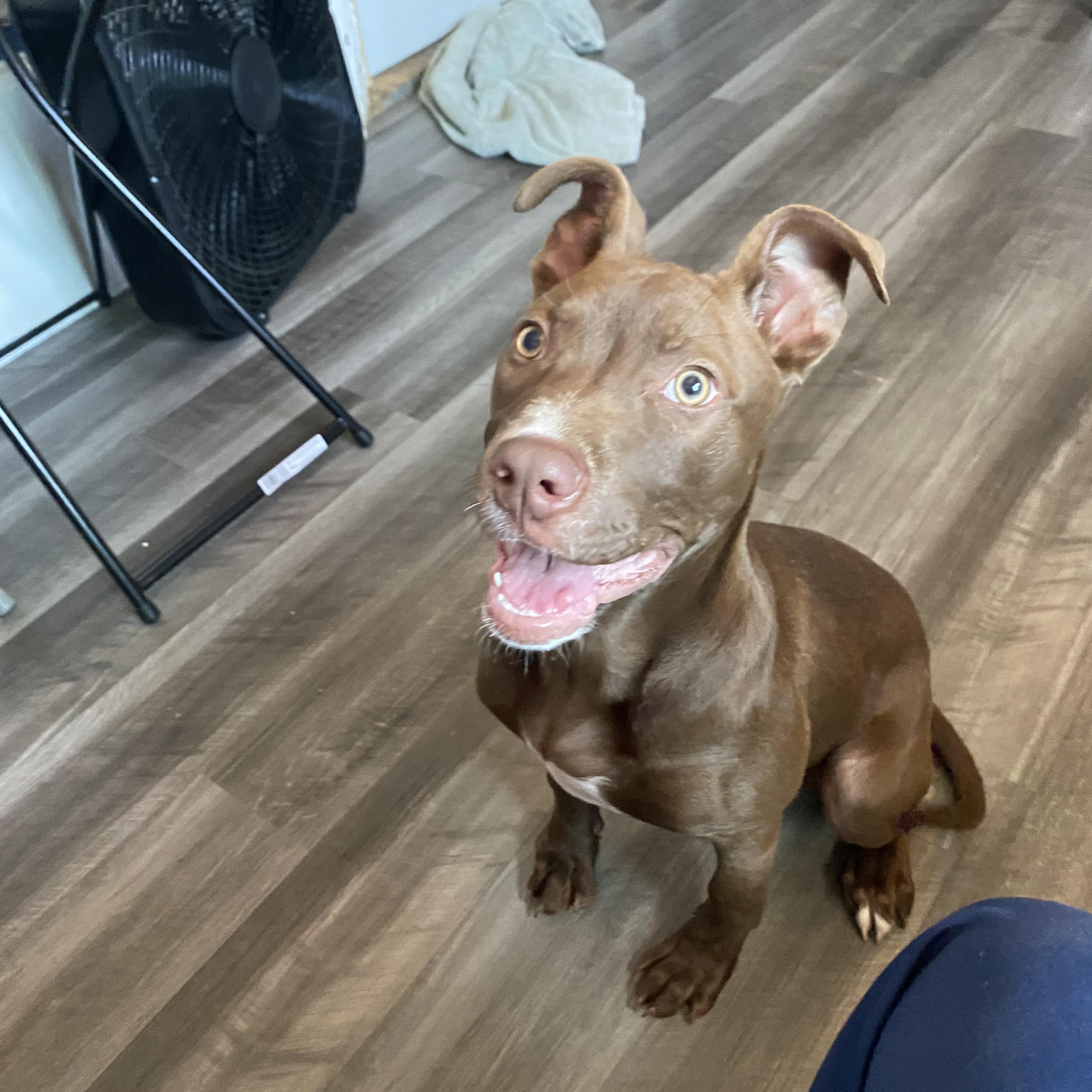 Enlarge Poppy, a Adopted Mixed Breed in Atchison, KS image 3/5