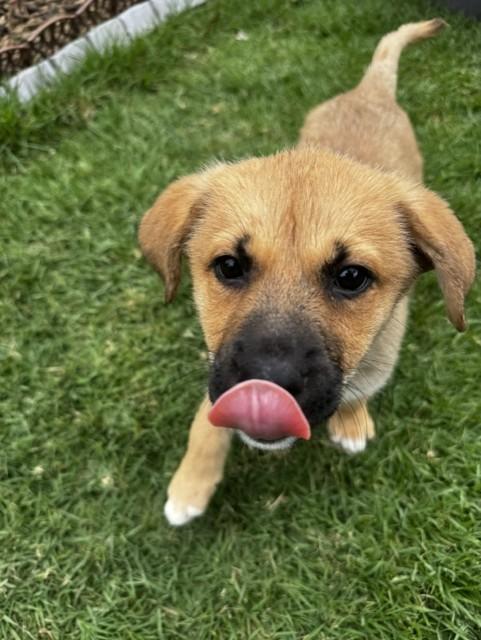BELLE, an adopted mixed breed in fort worth, TX image 2/5