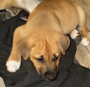 BELLE, an adopted mixed breed in fort worth, TX image 4/5