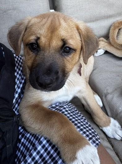 BELLE, an adopted mixed breed in fort worth, TX image 3/5