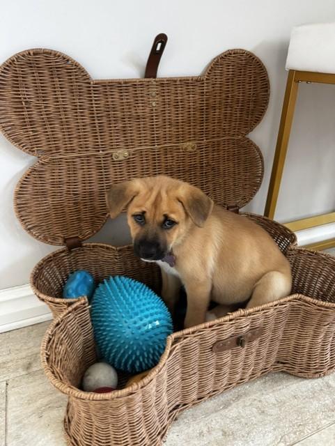 BELLE, ADOPTABLE, Puppy Female Australian Shepherd & Labrador Retriever.