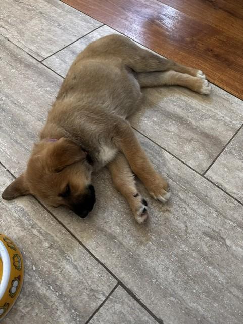 BELLE, an adopted mixed breed in fort worth, TX image 5/5