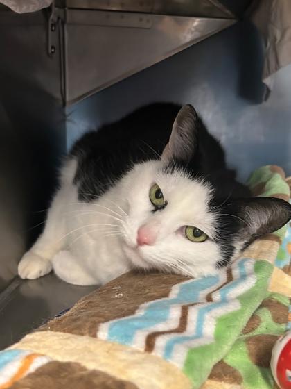 Fleetwood, Adoptable, Adult Female Domestic Short Hair & Domestic Short Hair.