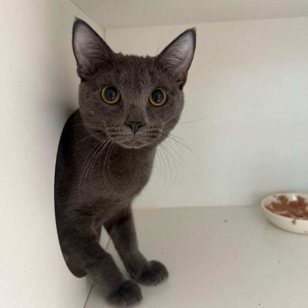 Enlarge Flynn, a Adoptable Domestic Short Hair in Branford, CT image 1/1