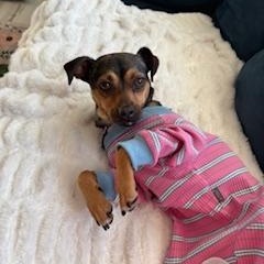 Enlarge Maple, a ADOPTABLE mixed breed in Manhasset, NY image 2/5