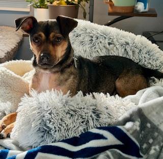 Enlarge Maple, a ADOPTABLE mixed breed in Manhasset, NY image 3/6