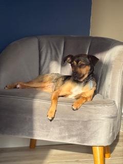 Enlarge Maple, a ADOPTABLE mixed breed in Manhasset, NY image 3/5