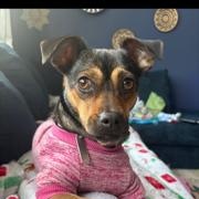 Enlarge Maple, a ADOPTABLE mixed breed in Manhasset, NY image 1/5