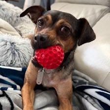 Enlarge Maple, a ADOPTABLE mixed breed in Manhasset, NY image 1/6