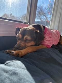 Enlarge Maple, a ADOPTABLE mixed breed in Manhasset, NY image 5/6