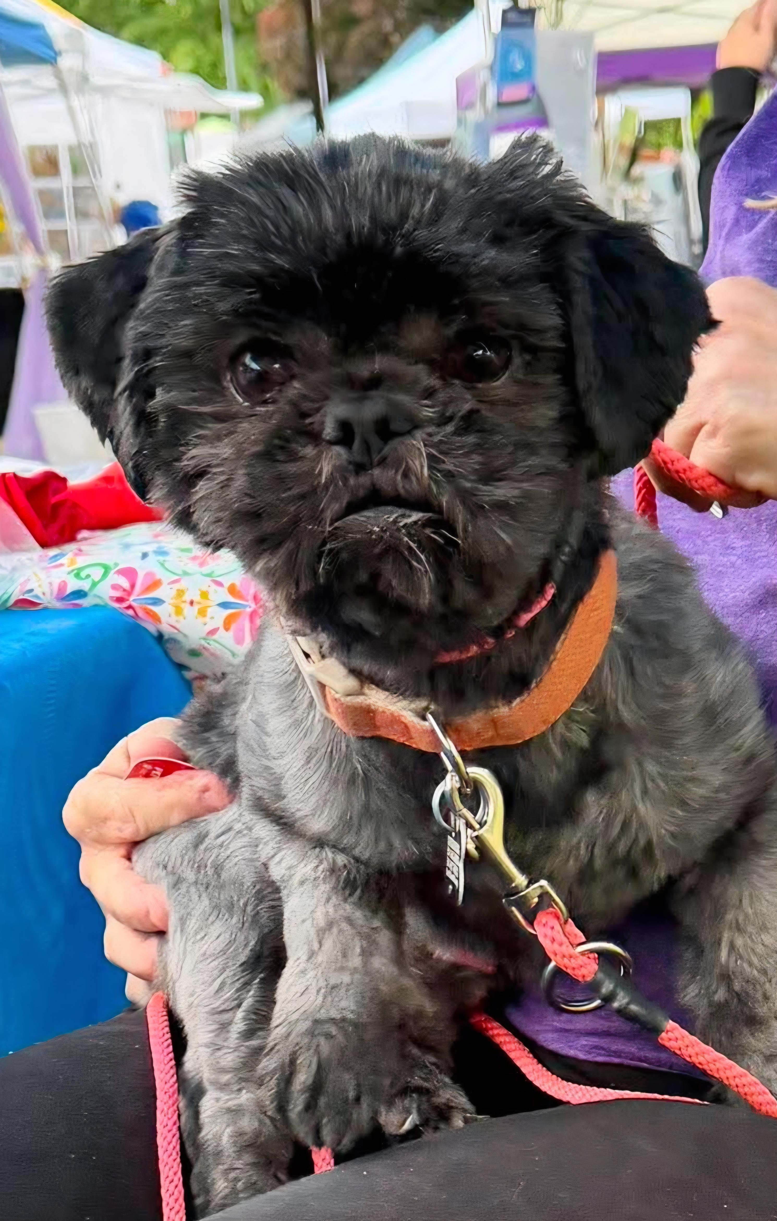 Maru, Adoptable, Adult Male Pekingese.