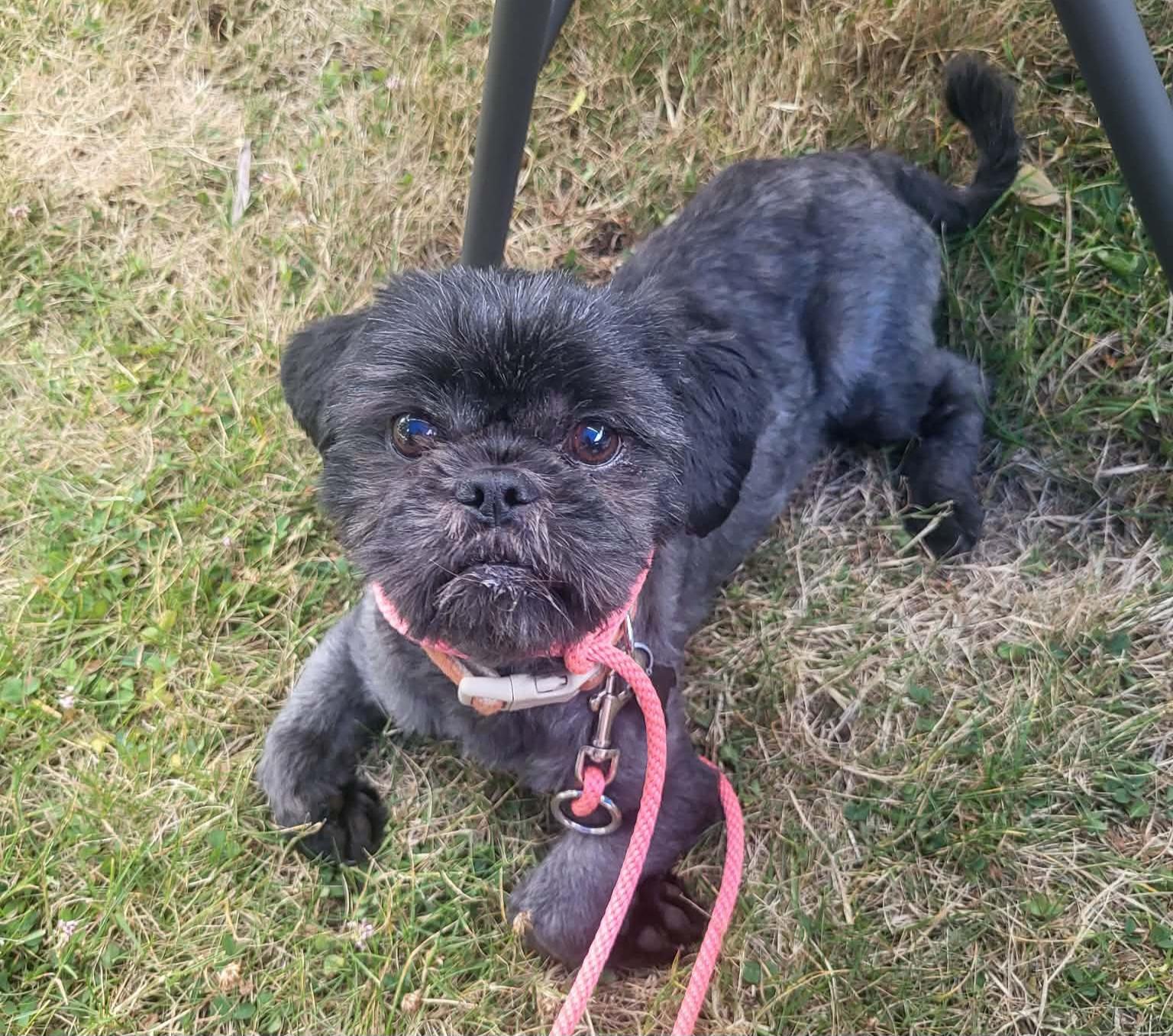Enlarge Maru, a Adoptable Pekingese in Roseburg, OR image 4/6