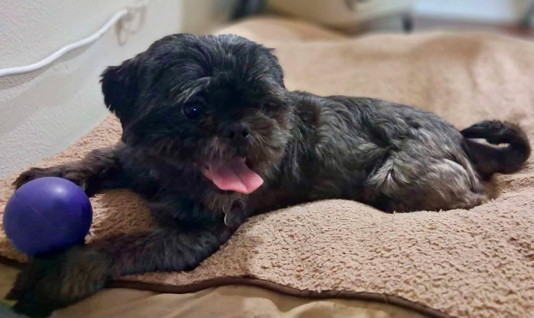 Maru, a Adoptable Pekingese in Roseburg, OR image 1/6