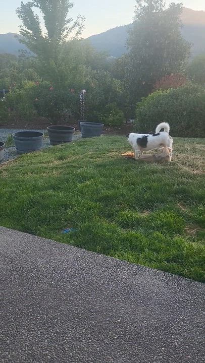 Enlarge Maru, a Adoptable Pekingese in Roseburg, OR video 5/6