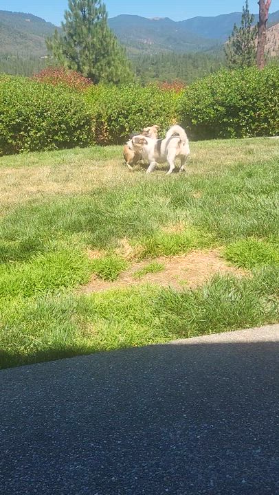 Enlarge Maru, a Adoptable Pekingese in Roseburg, OR video 6/6