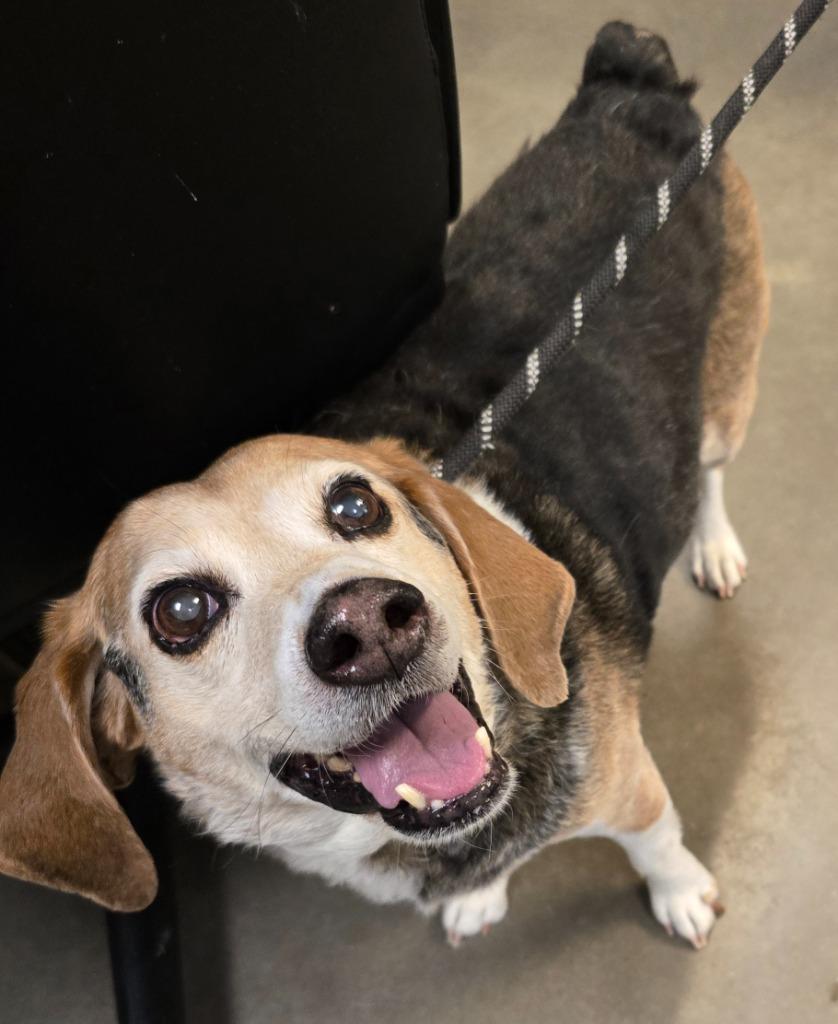 Buster (Baxter), a Adoptable Beagle in Murphysboro, IL image 1/4