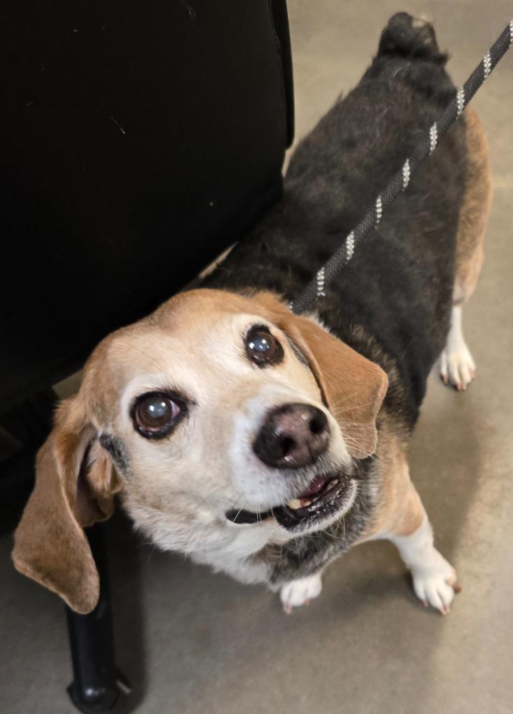 Buster (Baxter), a Adoptable Beagle in Murphysboro, IL image 2/4