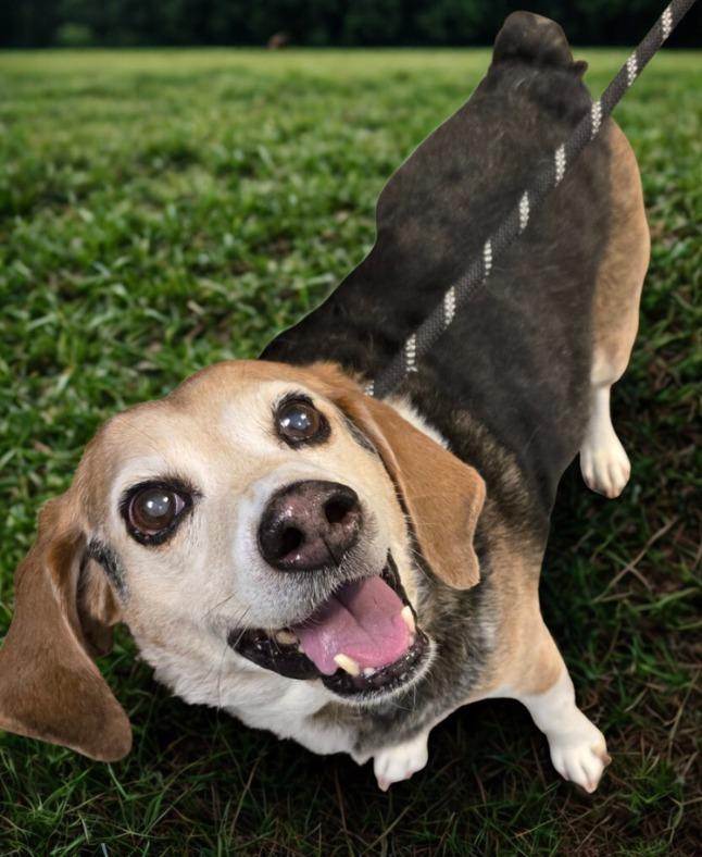 Buster (Baxter), a Adoptable Beagle in Murphysboro, IL image 3/4
