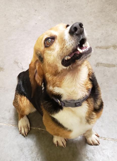 Buster (Baxter) — thumbnail 4