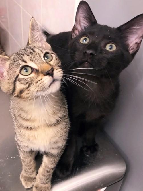 Enlarge Sylvester, a Adoptable Domestic Short Hair in Johnsburg, IL image 5/5
