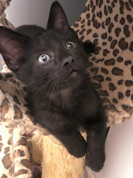 Sylvester, Adoptable, Kitten Male Domestic Short Hair.
