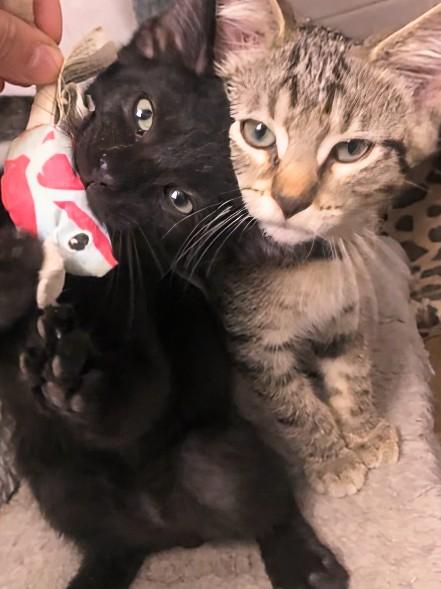 Enlarge Sylvester, a Adoptable Domestic Short Hair in Johnsburg, IL image 3/5