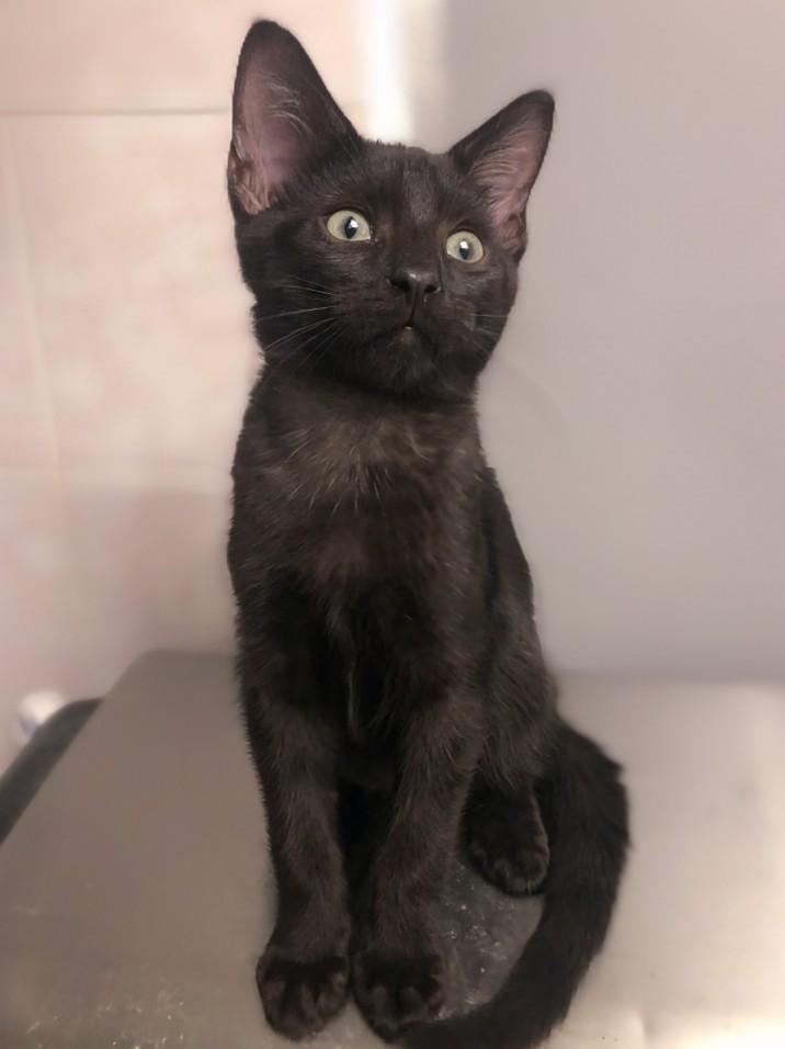 Enlarge Sylvester, a Adoptable Domestic Short Hair in Johnsburg, IL image 2/5