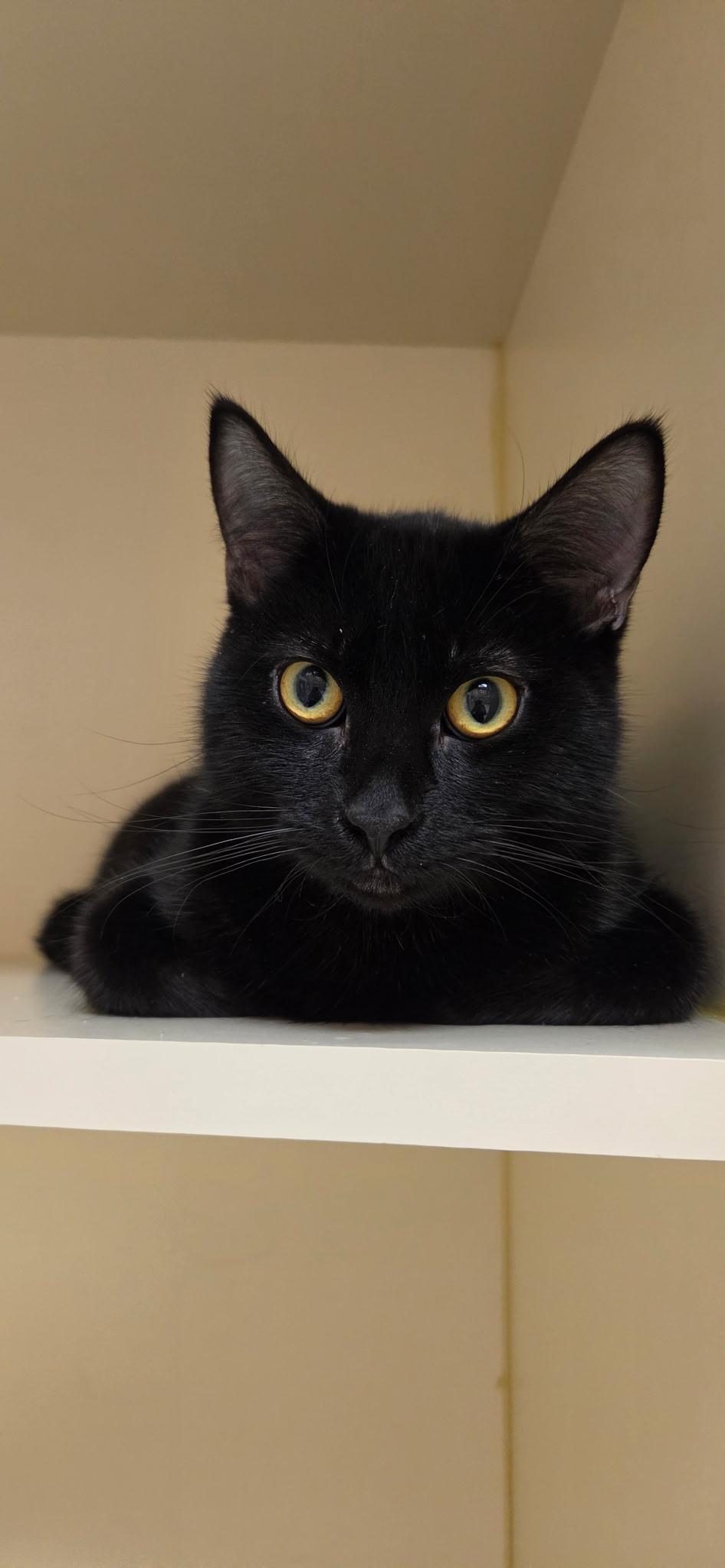 Enlarge Oreo, a Adoptable mixed breed in Quincy, WA image 1/1