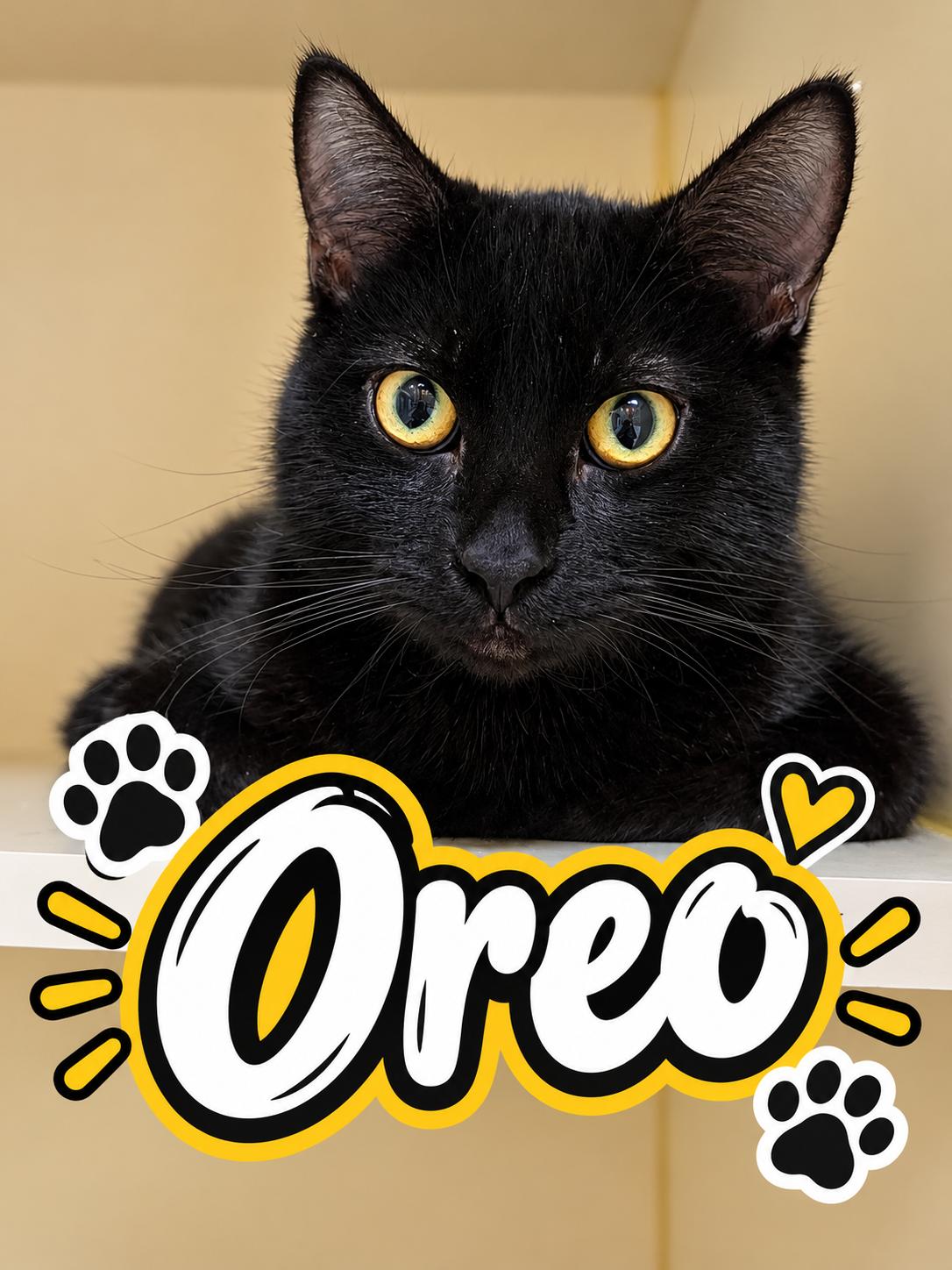 Oreo, Adopted, Adult Male Domestic Short Hair.
