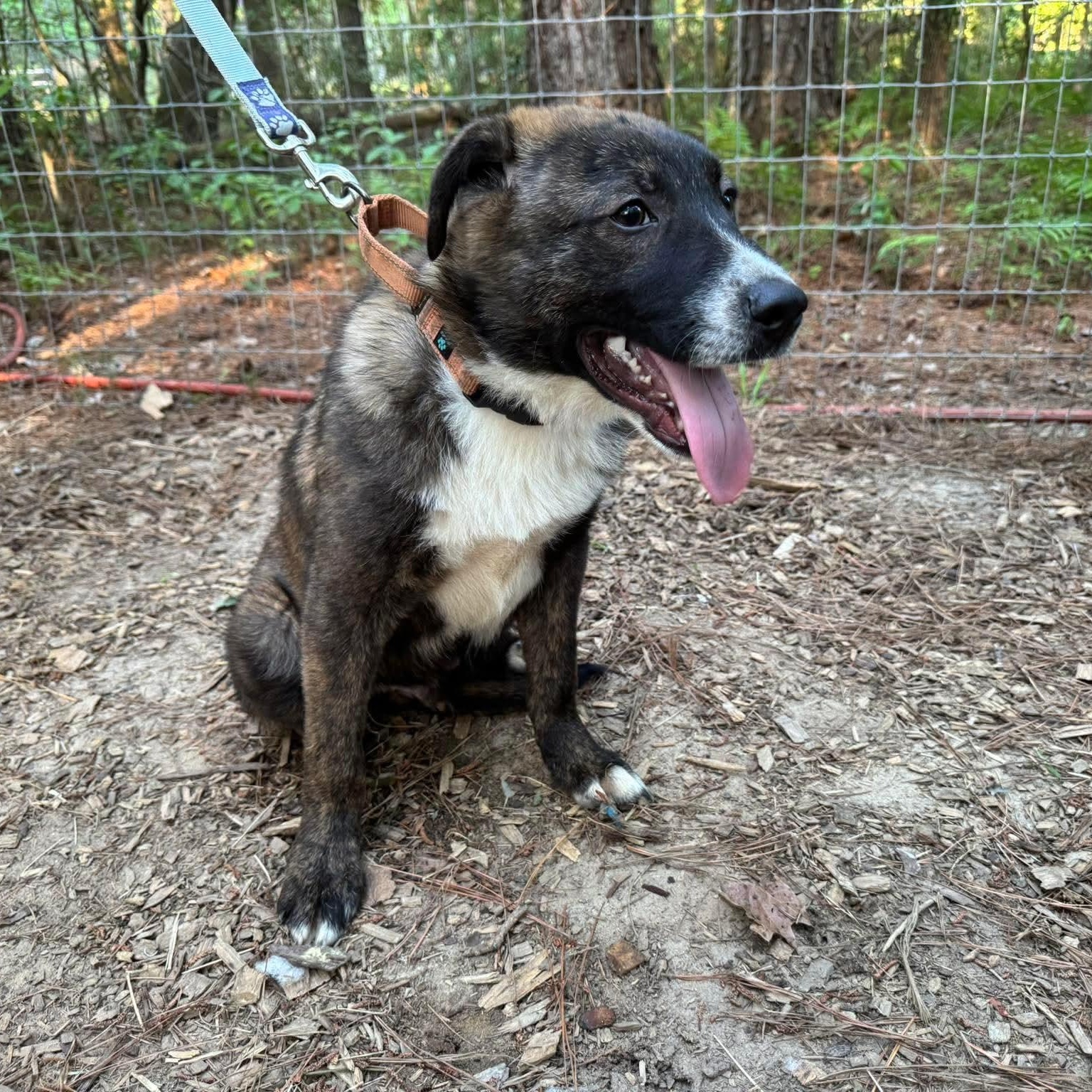 Enlarge Rodney, a ADOPTABLE Mixed Breed in Wando, SC image 6/6