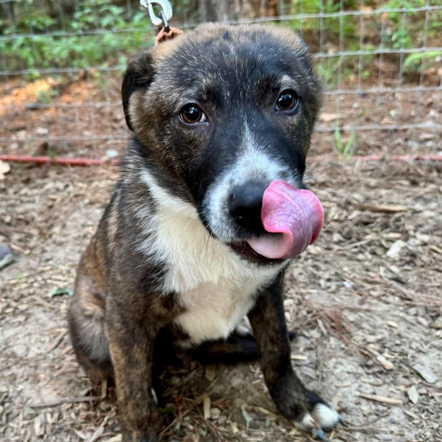 Enlarge Rodney, a ADOPTABLE Mixed Breed in Wando, SC image 1/6