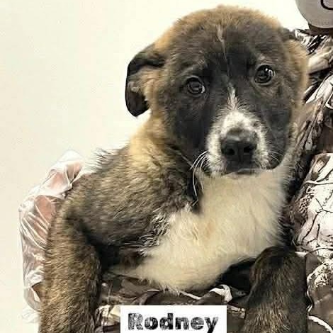 Enlarge Rodney, a ADOPTABLE Mixed Breed in Wando, SC image 2/6