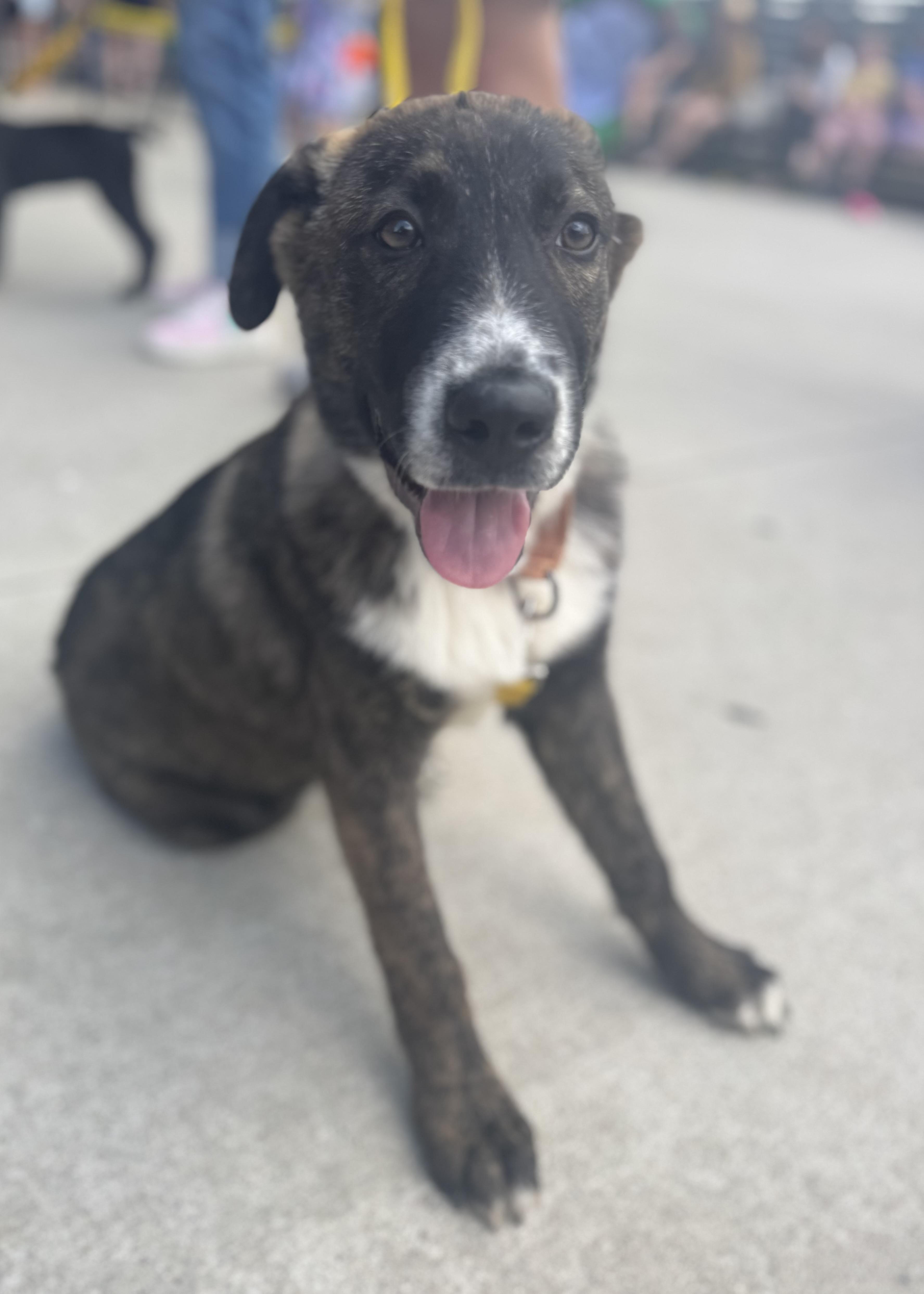 Enlarge Maverick, a ADOPTABLE Mixed Breed in Wando, SC image 6/6