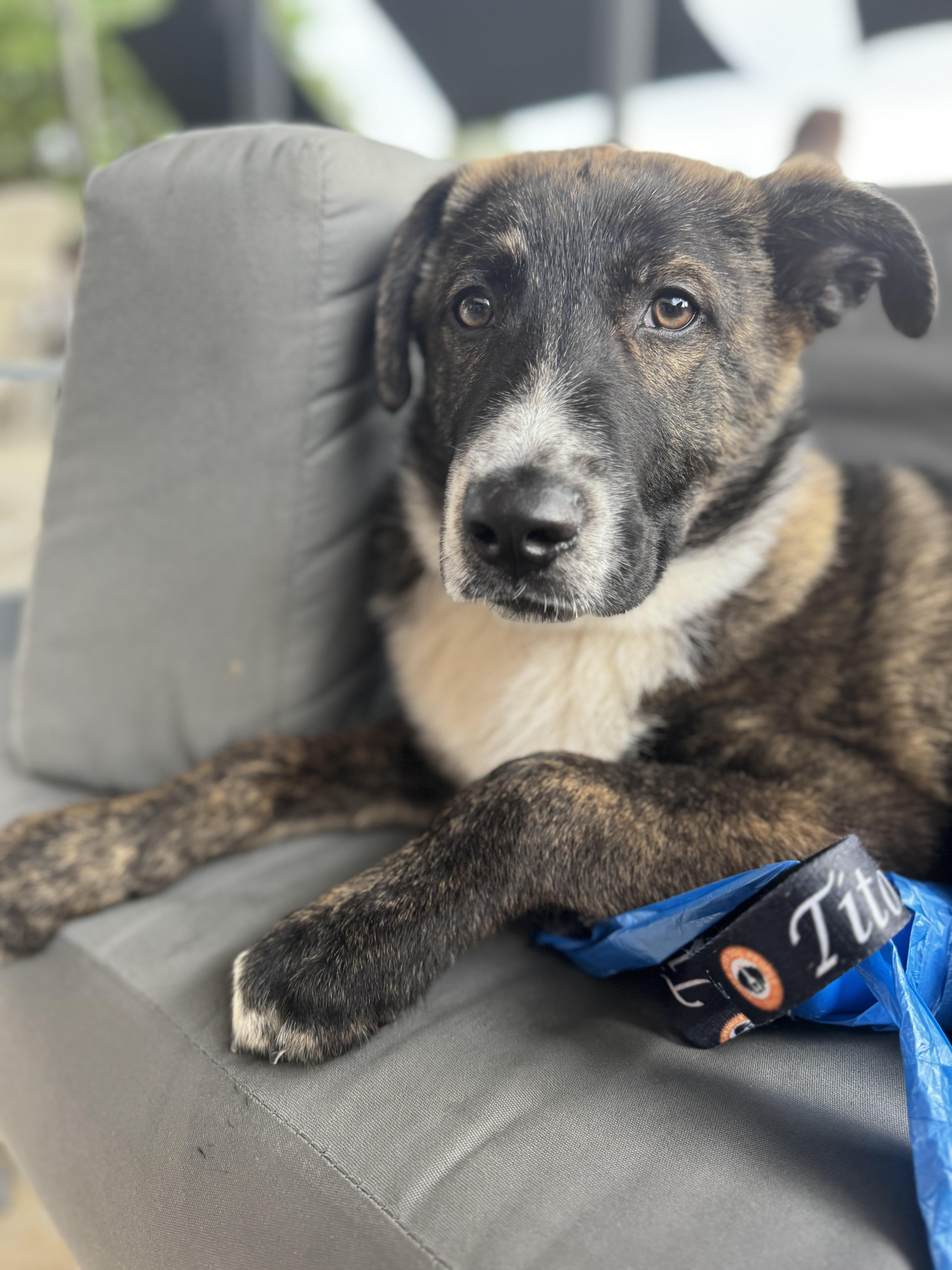 Enlarge Maverick, a ADOPTABLE Mixed Breed in Wando, SC image 1/6