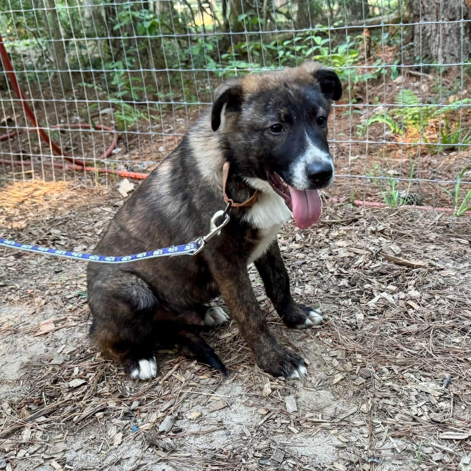 Enlarge Rodney, a ADOPTABLE Mixed Breed in Wando, SC image 4/6