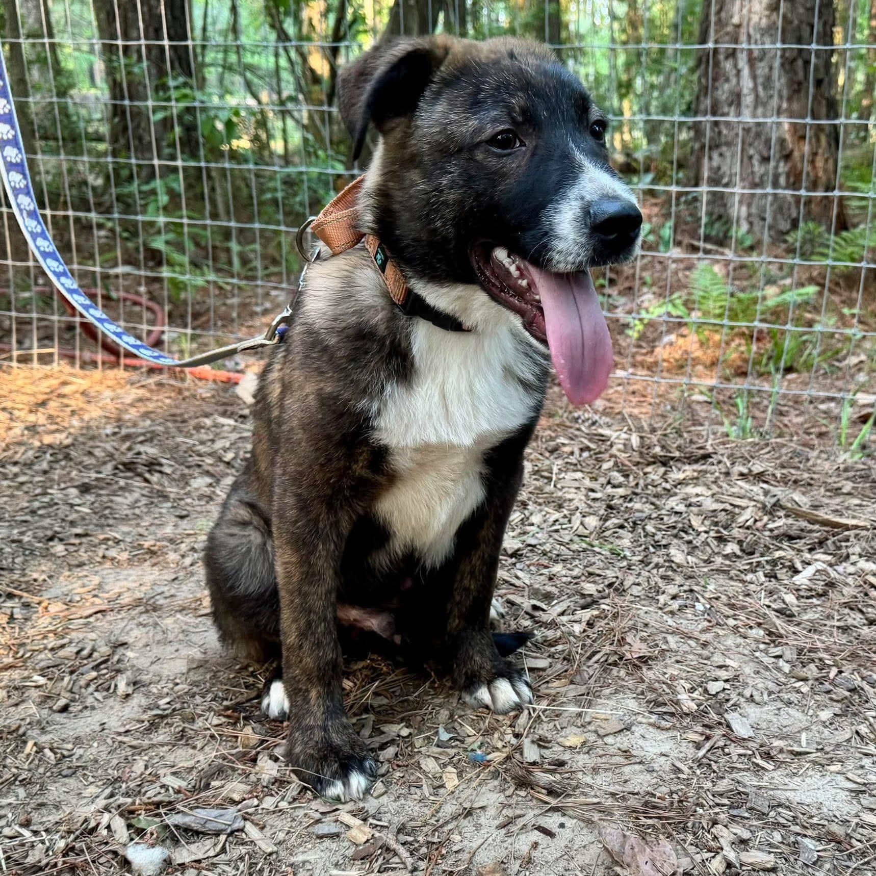 Enlarge Rodney, a ADOPTABLE Mixed Breed in Wando, SC image 5/6