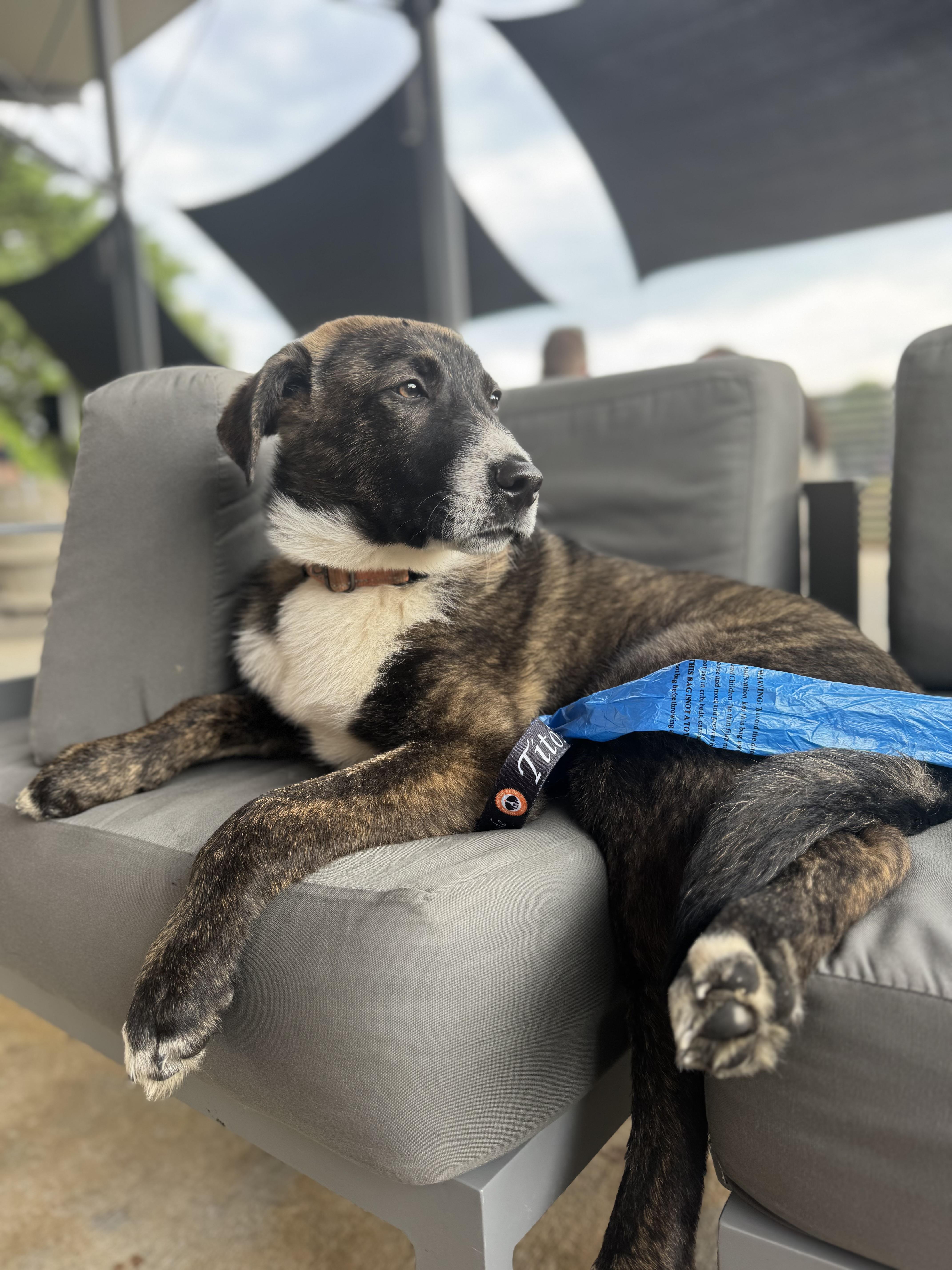 Enlarge Maverick, a ADOPTABLE Mixed Breed in Wando, SC image 5/6