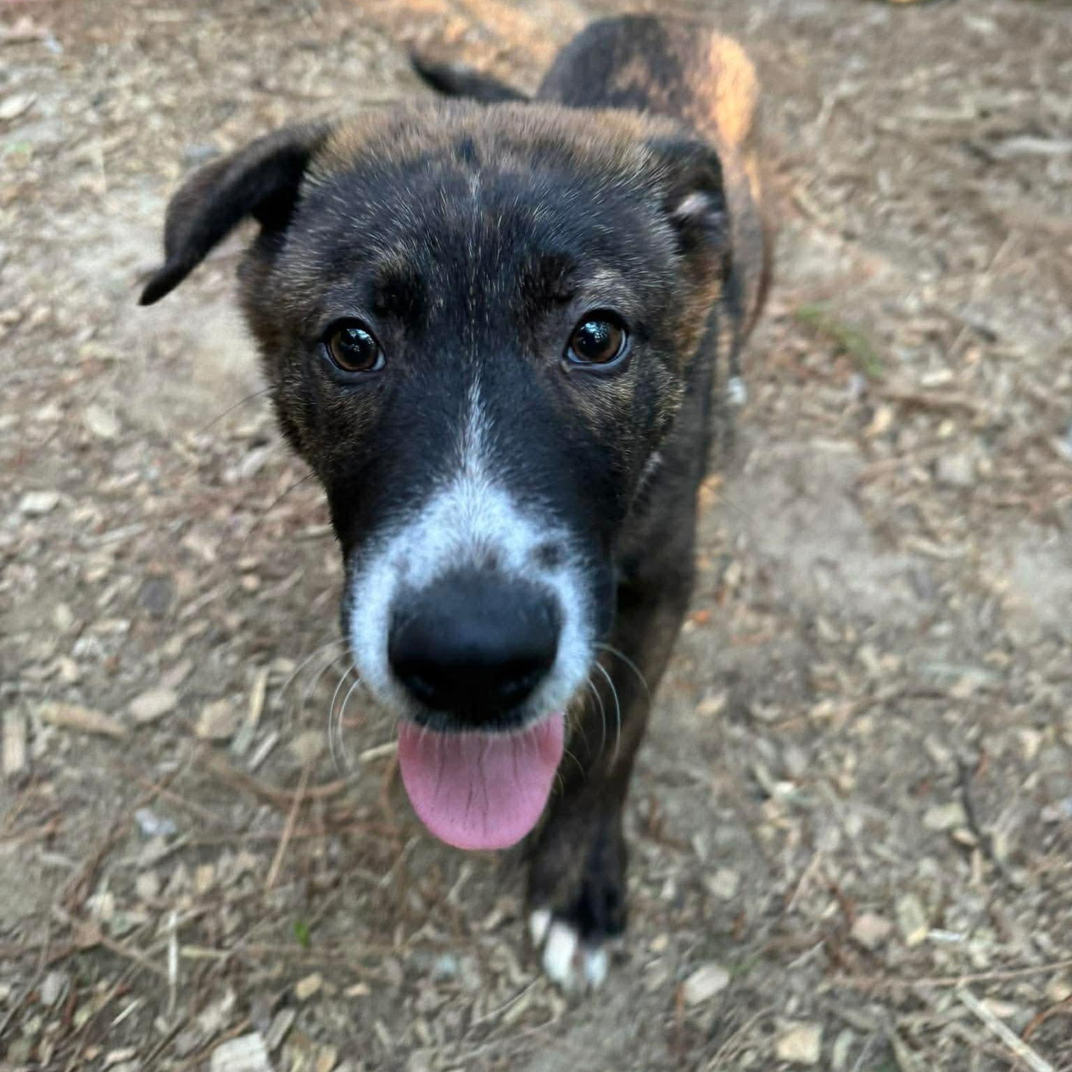 Enlarge Rodney, a ADOPTABLE Mixed Breed in Wando, SC image 3/6