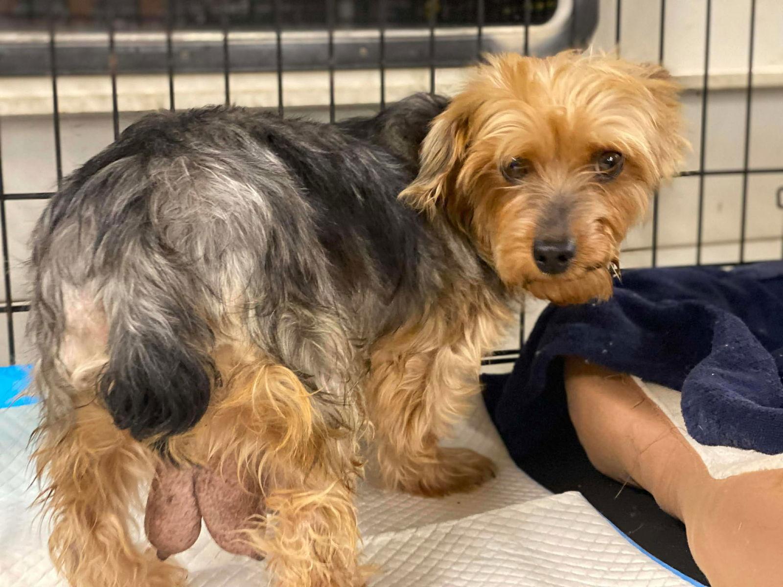 Enlarge Christy, a Adoptable Yorkshire Terrier in Lewistown, PA image 1/1