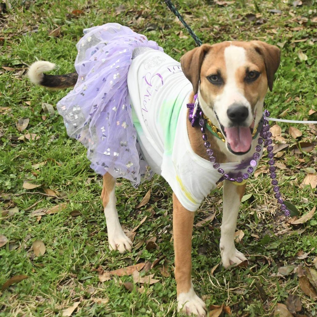 Lillie, Adoptable, Adult Female Terrier.