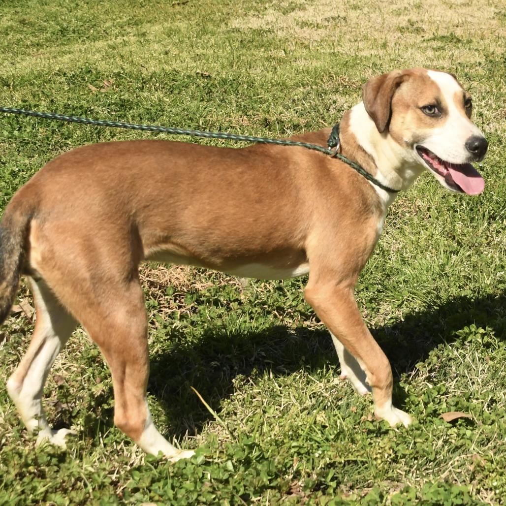 Enlarge Lillie, a Adoptable mixed breed in Natchez, MS image 2/4