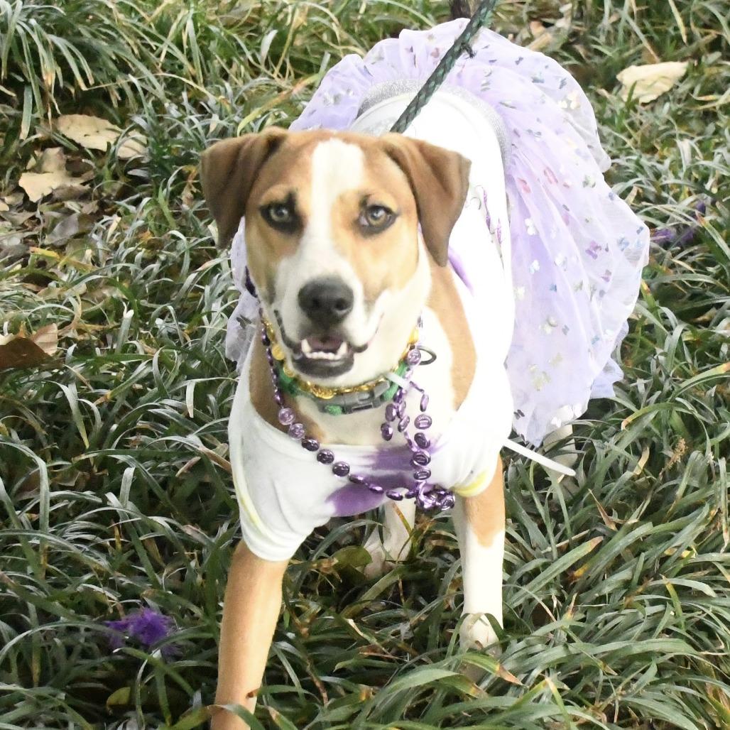 Enlarge Lillie, a Adoptable mixed breed in Natchez, MS image 3/4