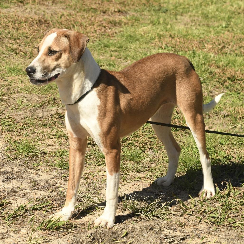 Enlarge Lillie, a Adoptable mixed breed in Natchez, MS image 4/4