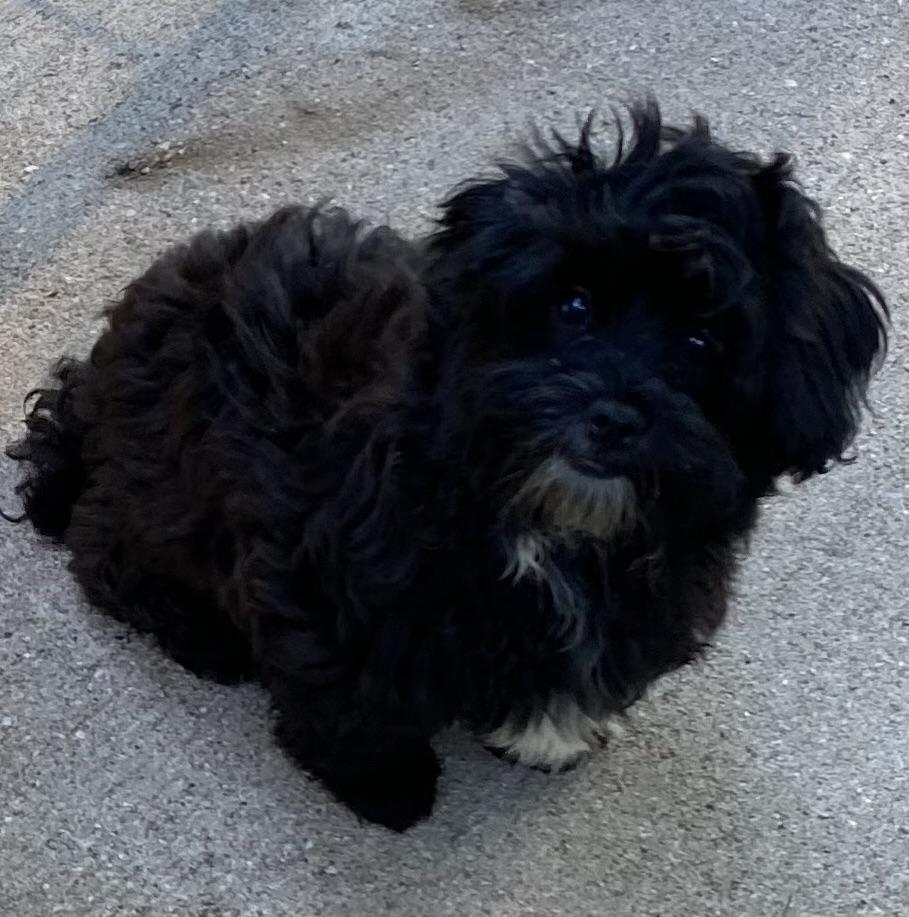 Cookie, ADOPTABLE, Puppy Female Shih Tzu & Poodle.