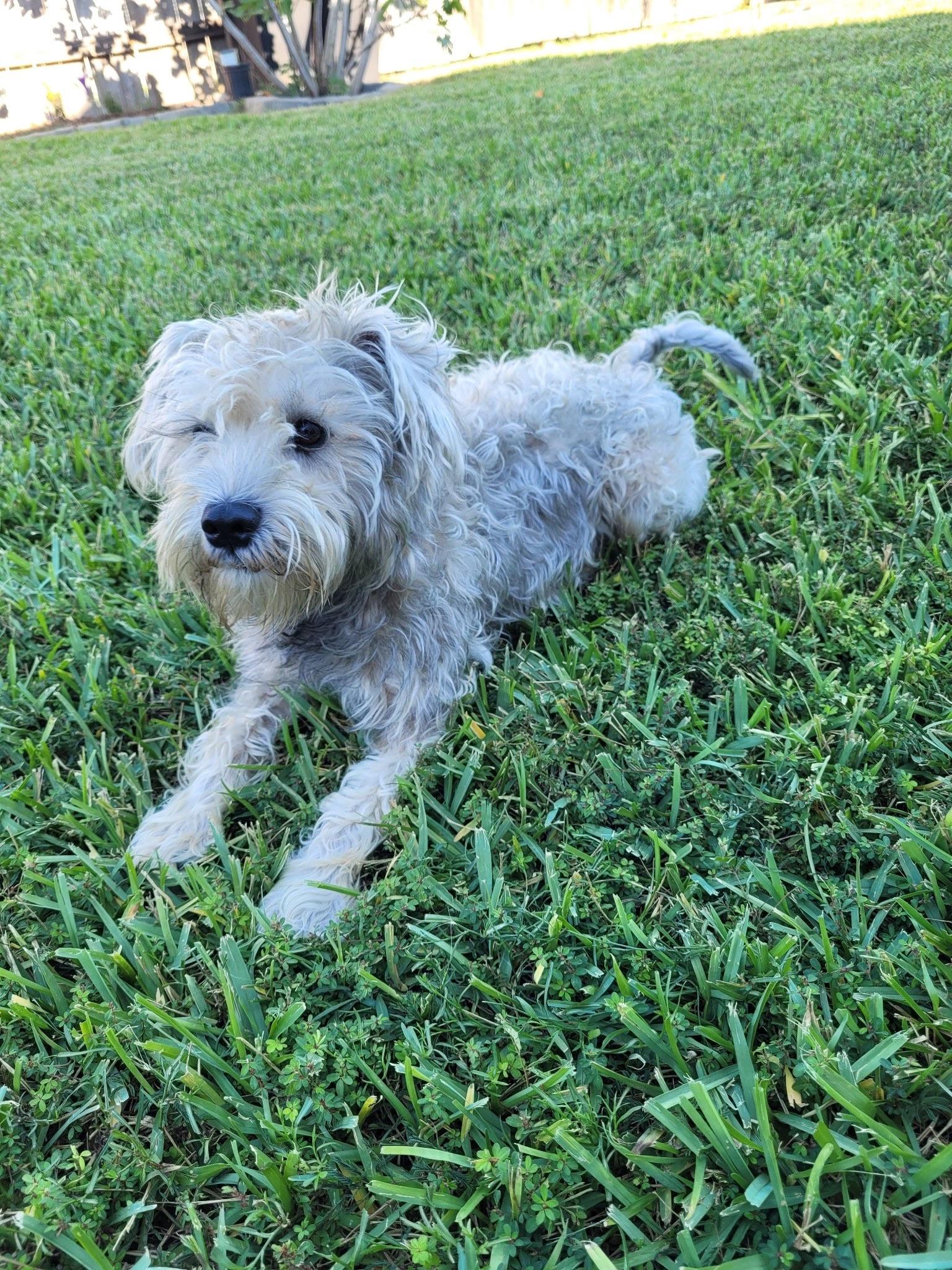 Enlarge Kirby, a Adoptable mixed breed in Mayfield Heights, OH image 4/6